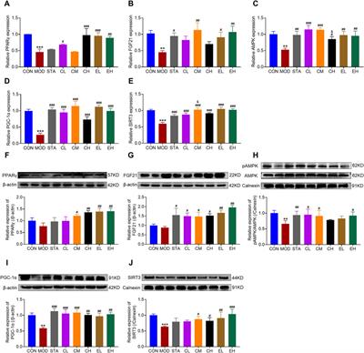 Celastrus orbiculatus Thunb. extracts and celastrol alleviate NAFLD by preserving mitochondrial function through activating the FGF21/AMPK/PGC-1α pathway